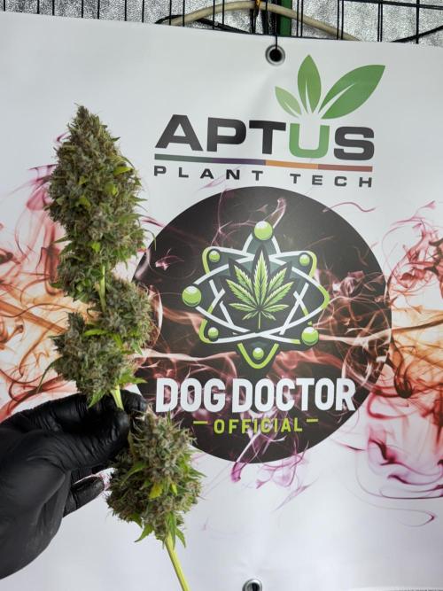 Dognabis 035 Permanent Marker (Zamnesia). Week 15 - Extra harvest day photos 