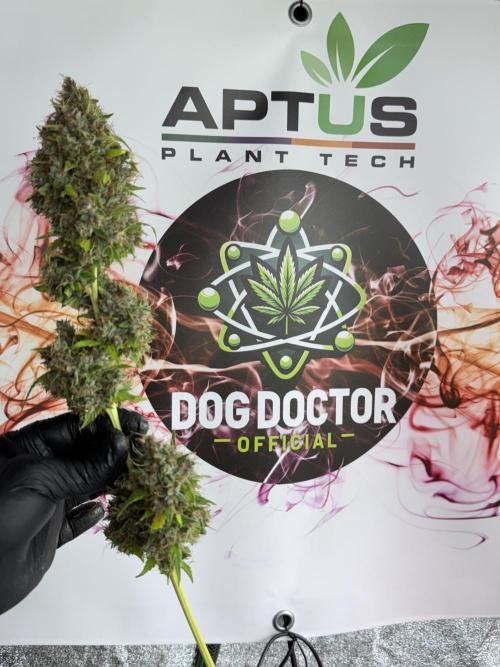 Dognabis 035 Permanent Marker (Zamnesia). Week 15 - Extra harvest day photos 