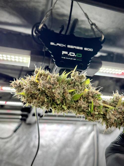 Dognabis 035 Permanent Marker (Zamnesia). Week 15 - Extra harvest day photos 