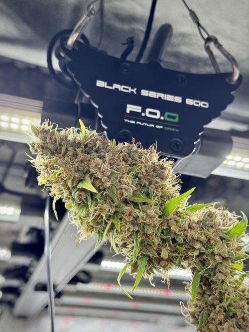 Dognabis 035 Permanent Marker (Zamnesia). Week 15 - Extra harvest day photos 