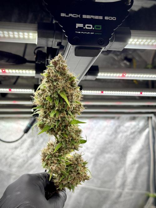 Dognabis 035 Permanent Marker (Zamnesia). Week 15 - Extra harvest day photos 