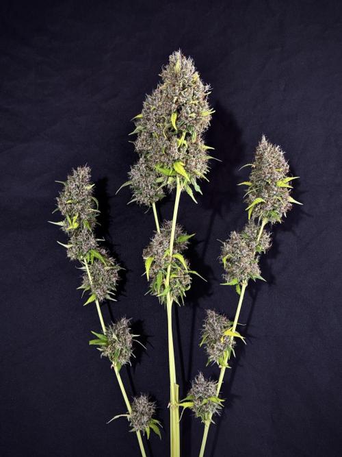 Dognabis 035 Permanent Marker (Zamnesia). Week 15 - Extra harvest day photos 