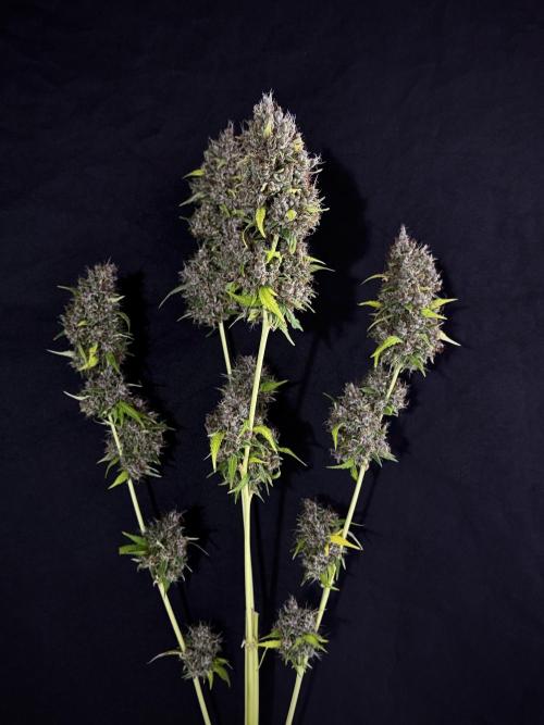 Dognabis 035 Permanent Marker (Zamnesia). Week 15 - Extra harvest day photos 