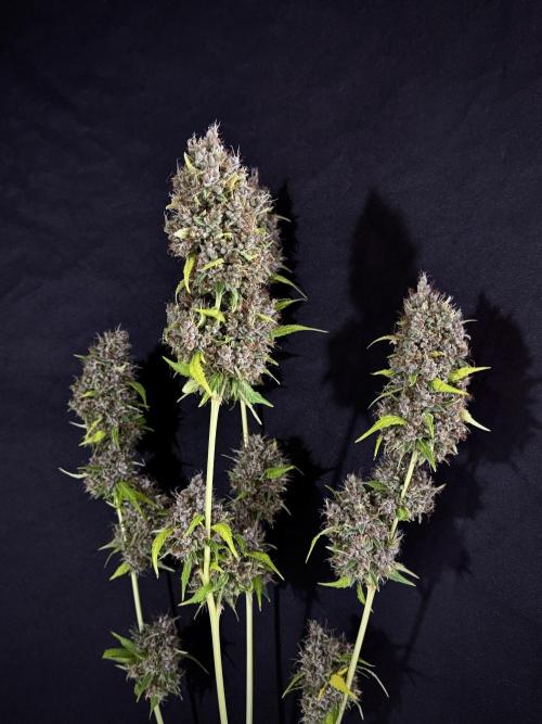 Dognabis 035 Permanent Marker (Zamnesia). Week 15 - Extra harvest day photos 