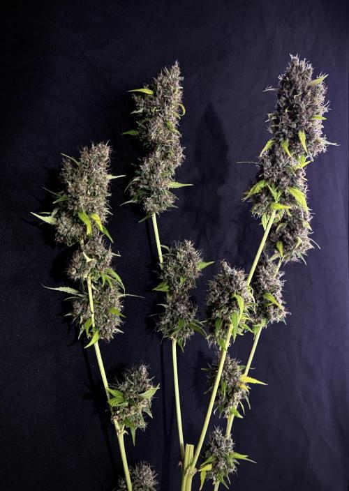 Dognabis 035 Permanent Marker (Zamnesia). Week 15 - Extra harvest day photos 