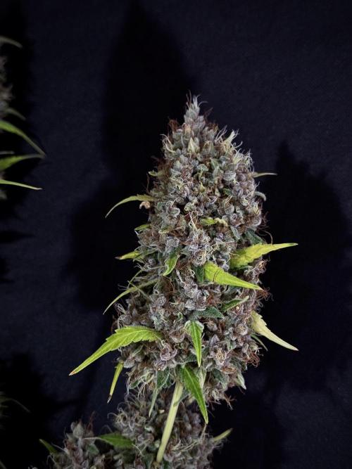 Dognabis 035 Permanent Marker (Zamnesia). Week 15 - Extra harvest day photos 