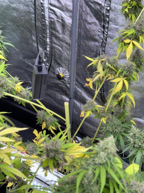 Dognabis 035 Permanent Marker (Zamnesia). Week 15 - Extra harvest day photos 