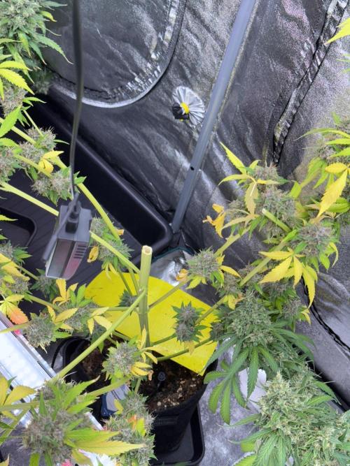 Dognabis 035 Permanent Marker (Zamnesia). Week 15 - Extra harvest day photos 