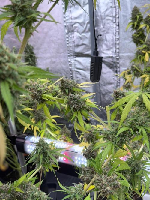 Dognabis 035 Permanent Marker (Zamnesia). Week 15 - Extra harvest day photos 