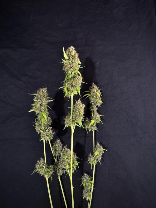 Dognabis 035 Permanent Marker (Zamnesia). Week 15 - Extra harvest day photos 