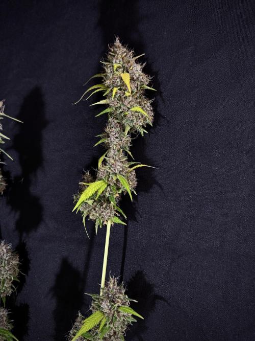 Dognabis 035 Permanent Marker (Zamnesia). Week 15 - Extra harvest day photos 