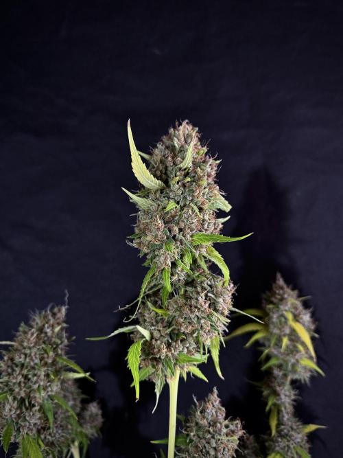 Dognabis 035 Permanent Marker (Zamnesia). Week 15 - Extra harvest day photos 