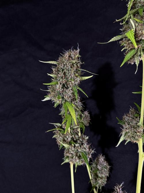 Dognabis 035 Permanent Marker (Zamnesia). Week 15 - Extra harvest day photos 