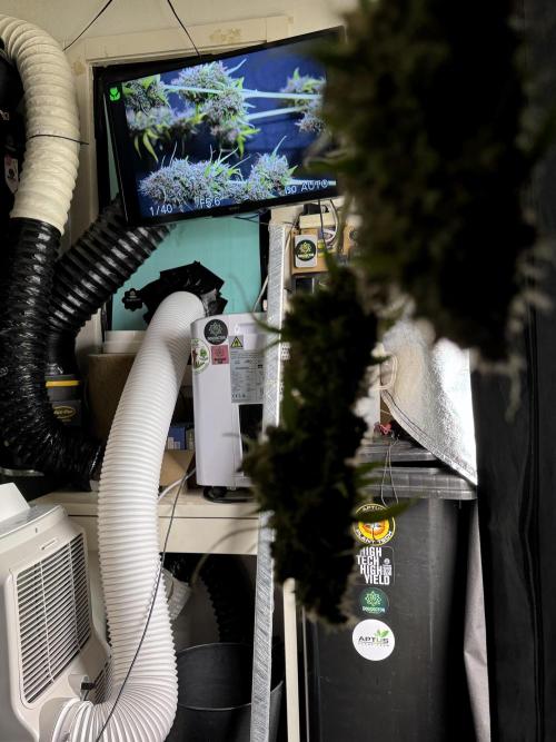 Dognabis 035 Permanent Marker (Zamnesia). Week 15 - Extra harvest day photos 