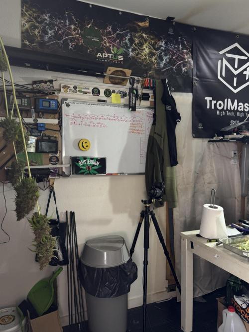 Dognabis 035 Permanent Marker (Zamnesia). Week 15 - Extra harvest day photos 