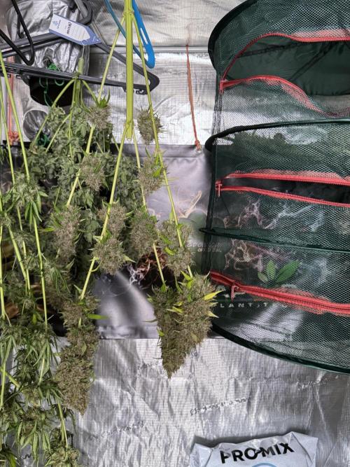 Dognabis 035 Permanent Marker (Zamnesia). Week 15 - Extra harvest day photos 