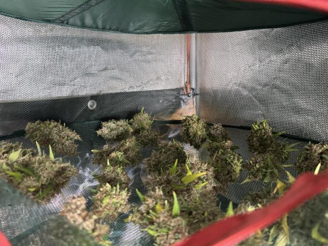 Dognabis 035 Permanent Marker (Zamnesia). Week 15 - Extra harvest day photos 