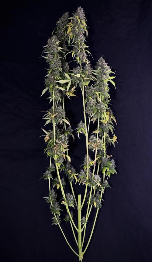 Dognabis 035 Permanent Marker (Zamnesia). Week 15 - Extra harvest day photos 