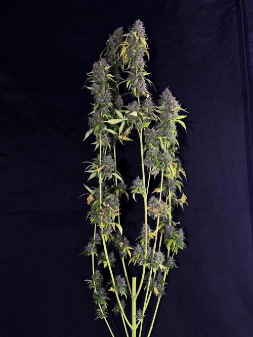 Dognabis 035 Permanent Marker (Zamnesia). Week 15 - Extra harvest day photos 