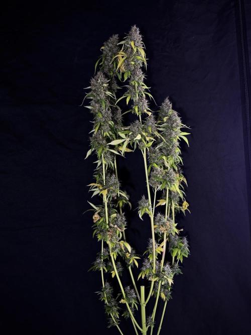 Dognabis 035 Permanent Marker (Zamnesia). Week 15 - Extra harvest day photos 