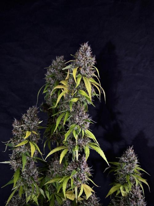 Dognabis 035 Permanent Marker (Zamnesia). Week 15 - Extra harvest day photos 