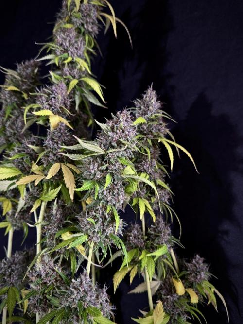 Dognabis 035 Permanent Marker (Zamnesia). Week 15 - Extra harvest day photos 