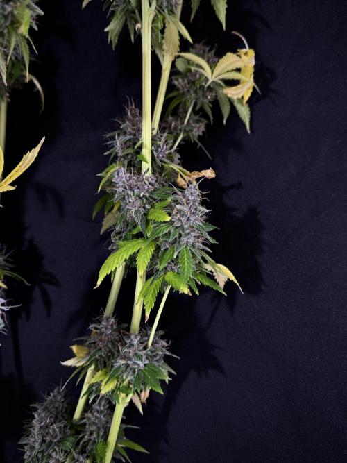 Dognabis 035 Permanent Marker (Zamnesia). Week 15 - Extra harvest day photos 