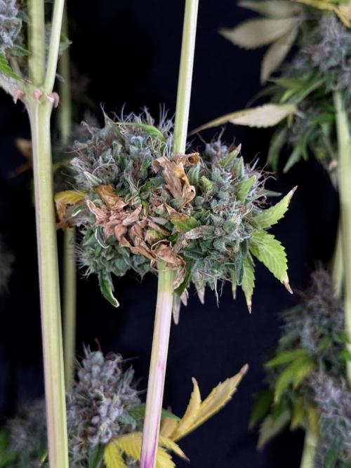 Dognabis 035 Permanent Marker (Zamnesia). Week 15 - Extra harvest day photos 