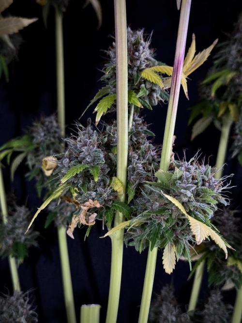 Dognabis 035 Permanent Marker (Zamnesia). Week 15 - Extra harvest day photos 