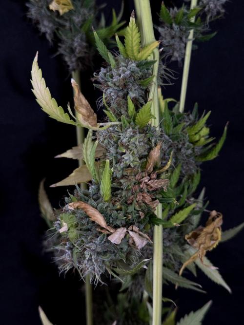 Dognabis 035 Permanent Marker (Zamnesia). Week 15 - Extra harvest day photos 