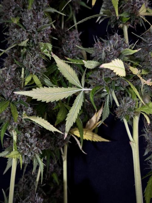 Dognabis 035 Permanent Marker (Zamnesia). Week 15 - Extra harvest day photos 