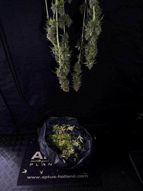 Dognabis 035 Permanent Marker (Zamnesia). Week 15 - Extra harvest day photos 