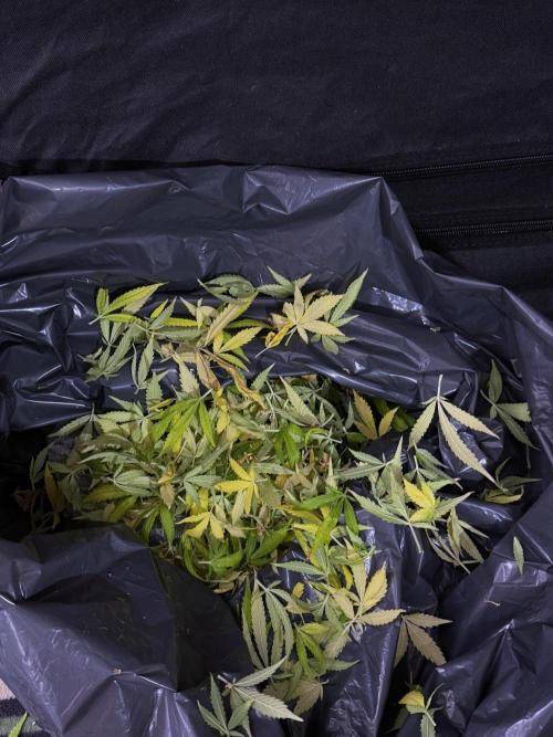 Dognabis 035 Permanent Marker (Zamnesia). Week 15 - Extra harvest day photos 