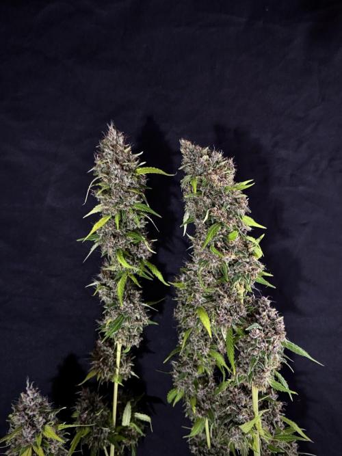 Dognabis 035 Permanent Marker (Zamnesia). Week 15 - Extra harvest day photos 