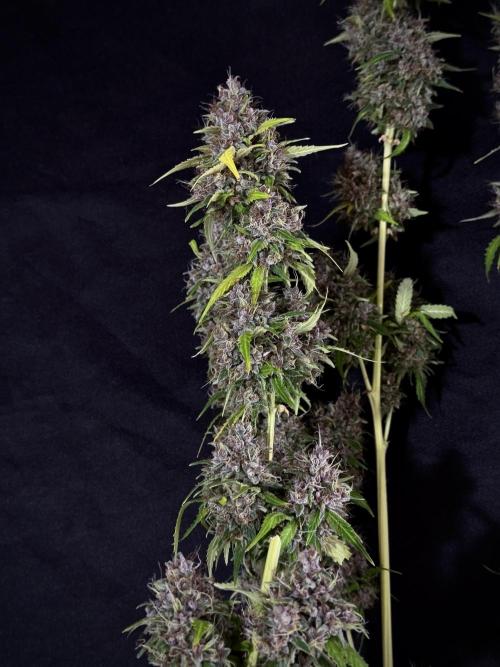 Dognabis 035 Permanent Marker (Zamnesia). Week 15 - Extra harvest day photos 