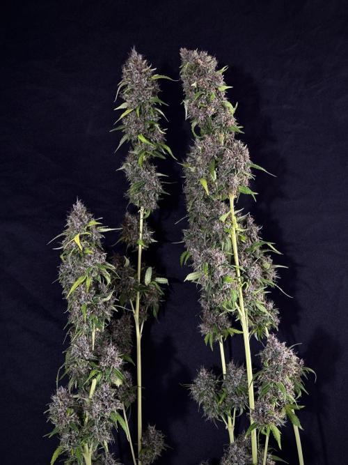 Dognabis 035 Permanent Marker (Zamnesia). Week 15 - Extra harvest day photos 