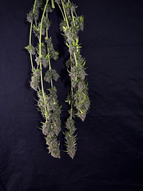 Dognabis 035 Permanent Marker (Zamnesia). Week 15 - Extra harvest day photos 