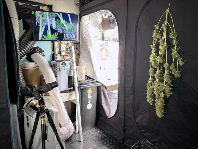 Dognabis 035 Permanent Marker (Zamnesia). Week 15 - Extra harvest day photos 