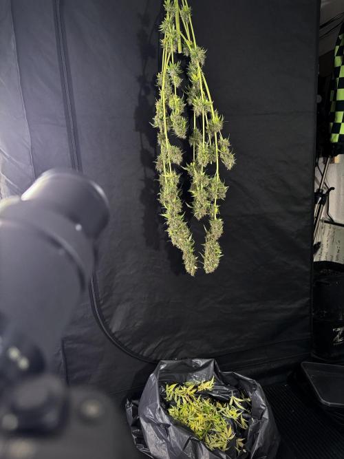 Dognabis 035 Permanent Marker (Zamnesia). Week 15 - Extra harvest day photos 