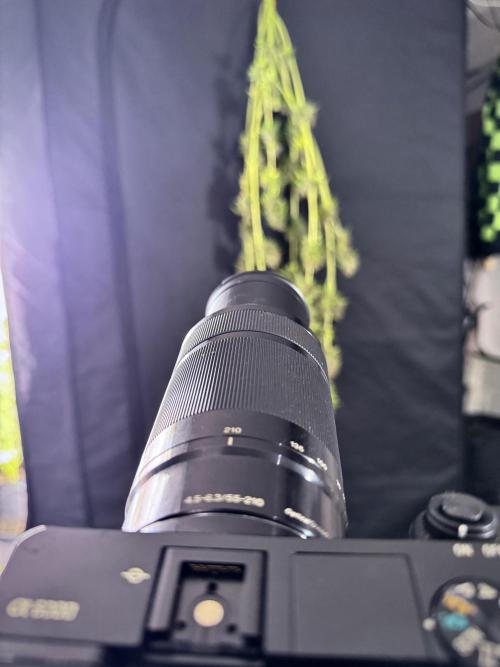 Dognabis 035 Permanent Marker (Zamnesia). Week 15 - Extra harvest day photos 