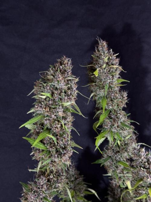 Dognabis 035 Permanent Marker (Zamnesia). Week 15 - Extra harvest day photos 