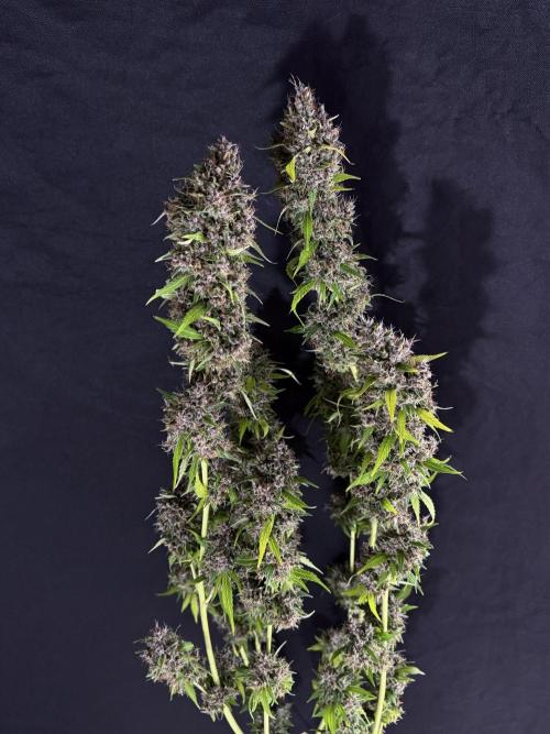 Dognabis 035 Permanent Marker (Zamnesia). Week 15 - Extra harvest day photos 