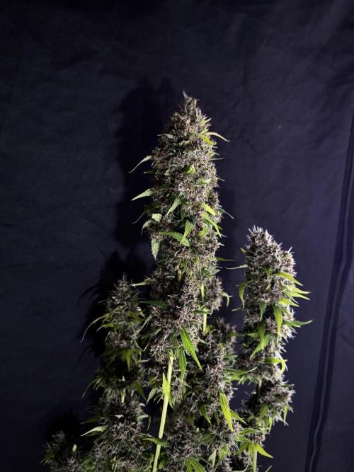 Dognabis 035 Permanent Marker (Zamnesia). Week 15 - Extra harvest day photos 