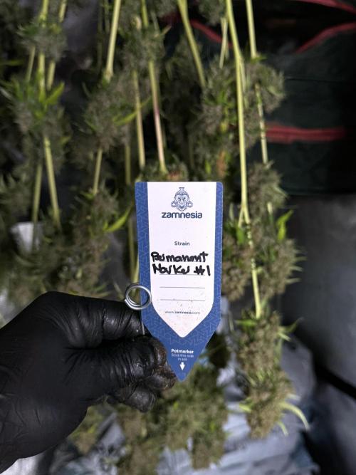 Dognabis 035 Permanent Marker (Zamnesia). Week 15 - Extra harvest day photos 