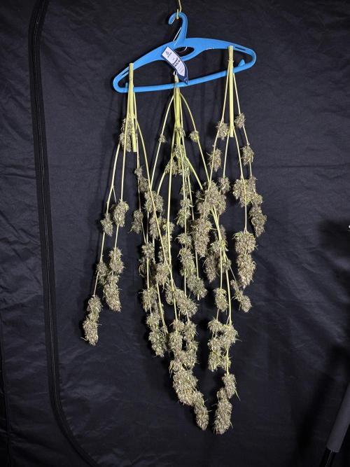 Dognabis 035 Permanent Marker (Zamnesia). Week 15 - Extra harvest day photos 