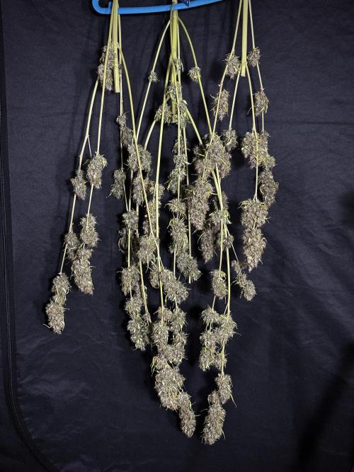 Dognabis 035 Permanent Marker (Zamnesia). Week 15 - Extra harvest day photos 