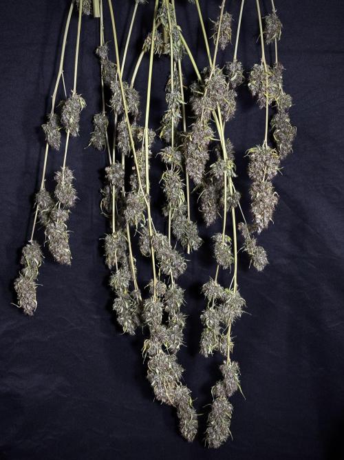 Dognabis 035 Permanent Marker (Zamnesia). Week 15 - Extra harvest day photos 