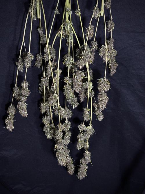 Dognabis 035 Permanent Marker (Zamnesia). Week 15 - Extra harvest day photos 