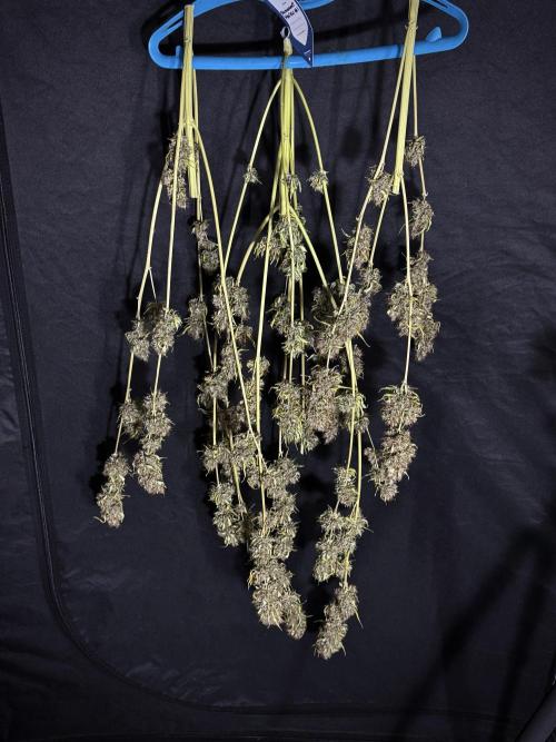 Dognabis 035 Permanent Marker (Zamnesia). Week 15 - Extra harvest day photos 