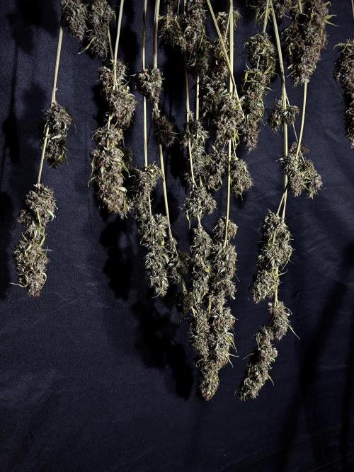 Dognabis 035 Permanent Marker (Zamnesia). Week 15 - Extra harvest day photos 